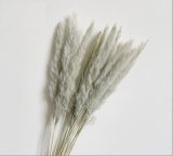 Dried reed flowers
