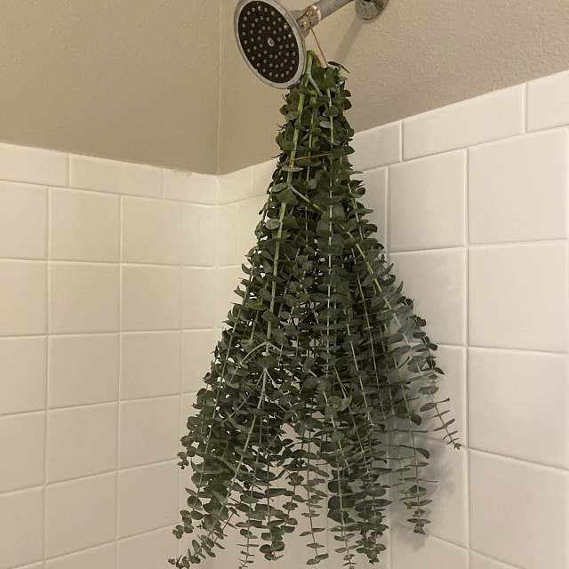 Shower Eucalyptus Home Decoration