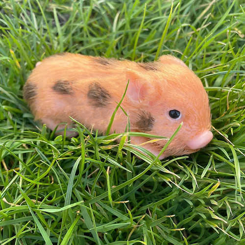 🐽'Sandy' The Spotted Ginger Mini Piglet