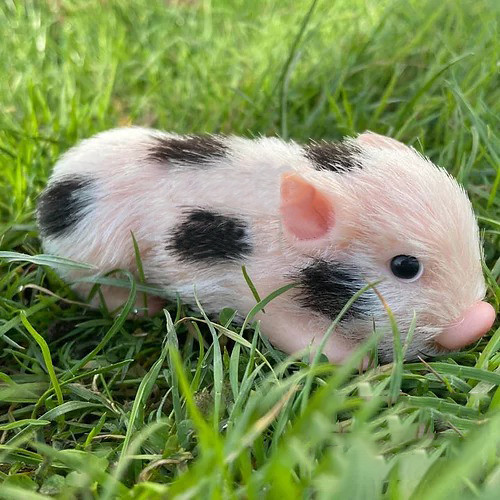 🐽'Spotty' The Spotted Mini Piglet