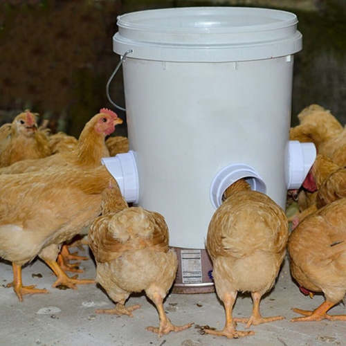 (🔥2022 Christmas Hot Sale 30% OFF)DIY Chicken Feeder