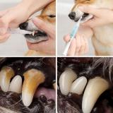 Pet's Teeth Health By Repairing and Preventing Disease