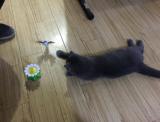 Interactive Bird or Butterfly Toy For Cats