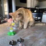 Interactive Bird or Butterfly Toy For Cats
