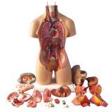 4D Anatomical Assembly Model of Human Organs