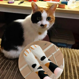 Super Cute Cat Claw Socks
