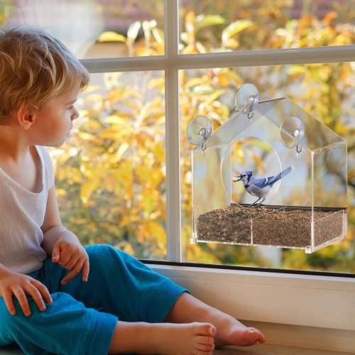 Window Bird Feeder- See Songbirds from Home!