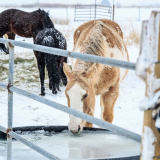 Livestock De-icing Water Heater
