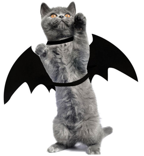 Halloween Pet Transformed Into A Teddy Puppy Cat Black Bat