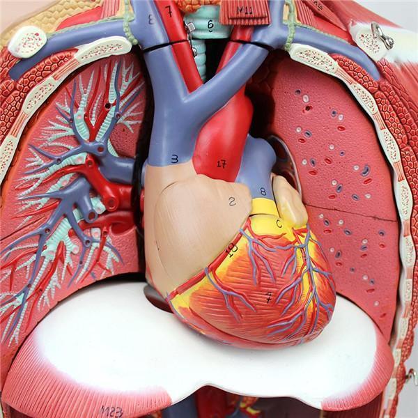 4D Anatomical Assembly Model of Human Organs