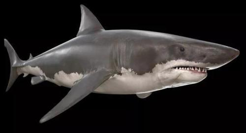 Us 55 99 Lifelike Baby Shark Doll M Sheinv Com