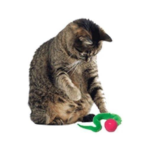 2020 Newest Wiggly Ping Cat Toy