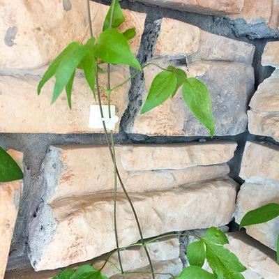 Plant climbing wall fixture