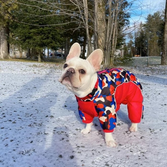 Dog Winter Jumpsuit