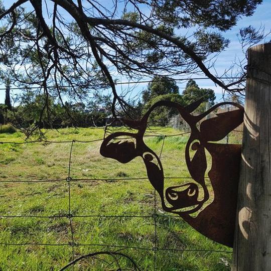 Farm peeping cow metal art outside