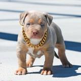 Gold Chain Pets Safety Collar-It is adjustable and fits pets of all sizes
