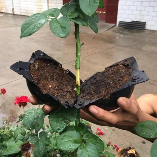 Plant Root Growing Box - Take root quickly and prevent plant root rot
