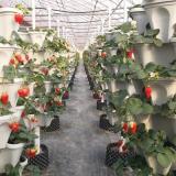 (🌼Plant Festival Special 50% OFF)-Stand Stacking Planters Strawberry Planting Pots