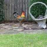 (🎁Hot Sale- 45%OFF🎁)🐓Iron rooster