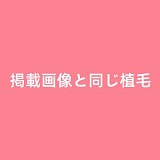 Man you 塗装済みフィギュア Cospaly衣装+スタンド ミニラブドール 75cm 4.6kg 学生 小型エロ人形  シリコン材質 セックス可ダッチワイフ 普乳巨乳ボディ選択可