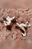Cow Design Earrings Unishe Wholesale MOQ 5pcs
