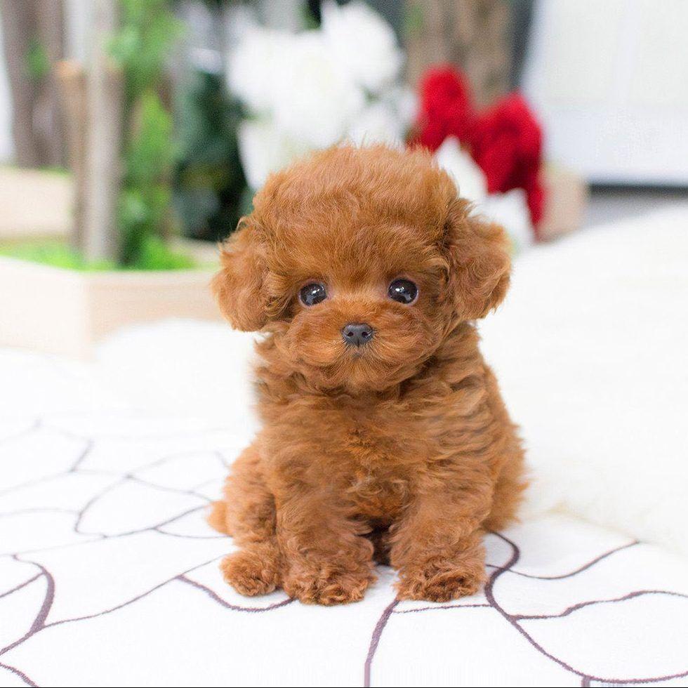 realistic teddy dog robot