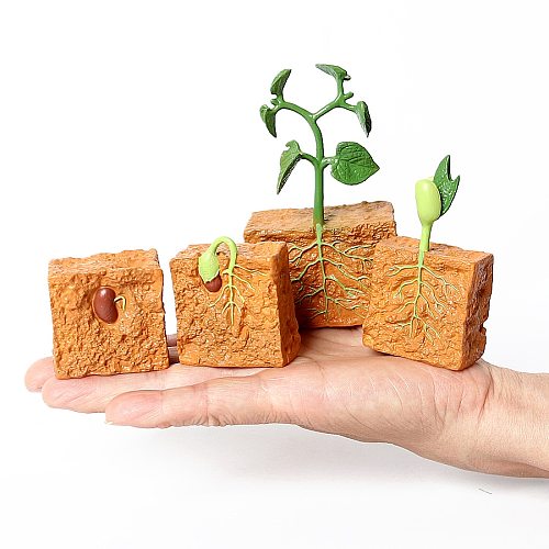 Simulation Life Cycle of a Green Bean Plant Growth Cycle Model Action Figures Collection Science Educational Toys for Children