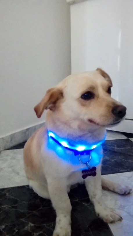 Premium Led Dog Collar
