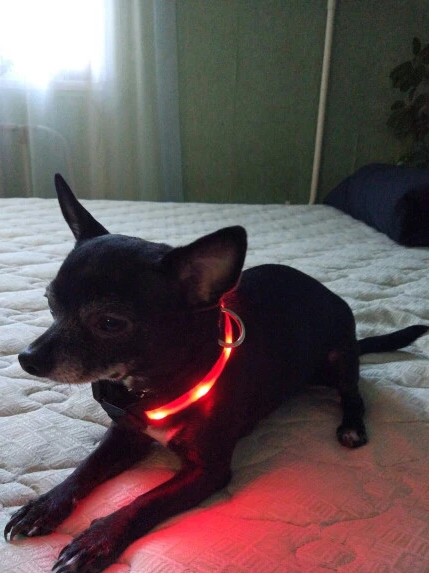 Premium Led Dog Collar