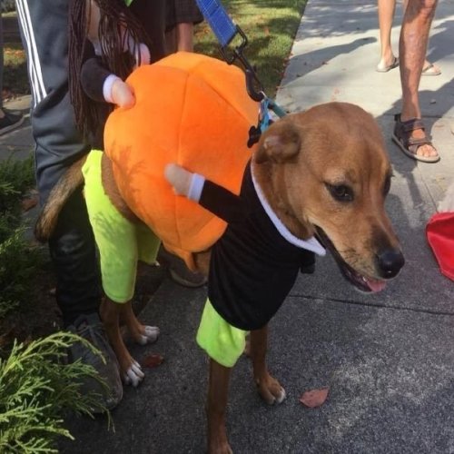 (🎃Early-Halloween Hot Sale) Pet Dog Pumpkin Halloween Costume