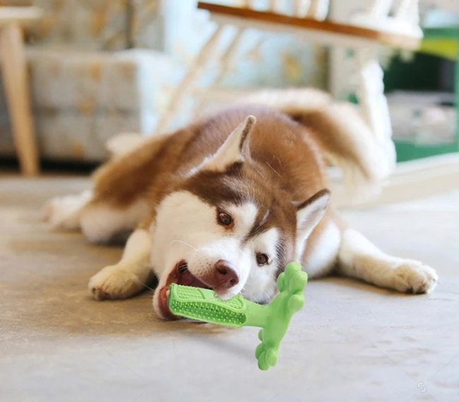 Dog Tooth-Brush
