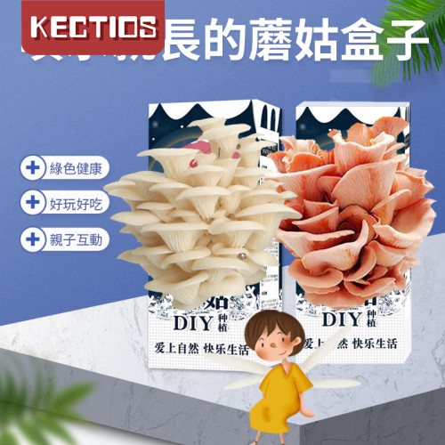 【Kectios™】蘑菇盒子種植diy考拉精靈蘑菇菌包種植包食用菌菌種蘑菇盒