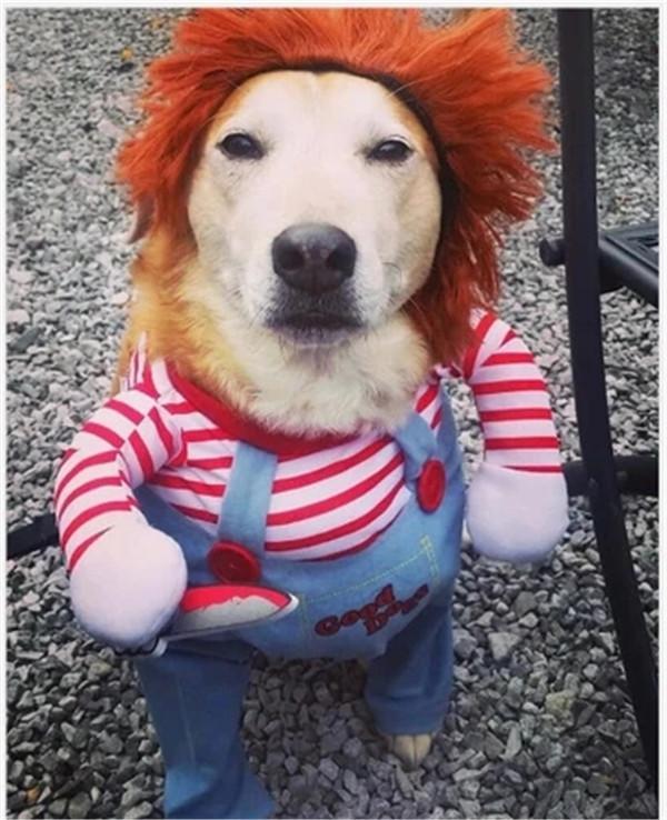 US$ 34.80 - 🔥2020 NEWEST🔥 DEADLY DOLL CHUCKY DOG & CAT PET COSTUME
