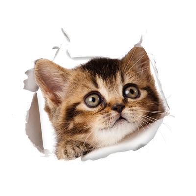 Funny 3D Cat Stickers