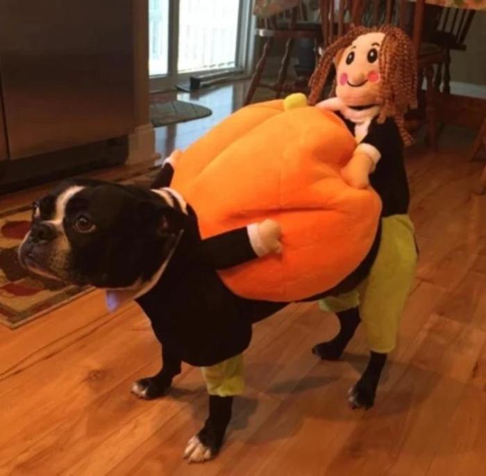 Pumpkin Costume for Pets
