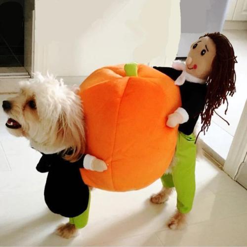 Pumpkin Costume for Pets