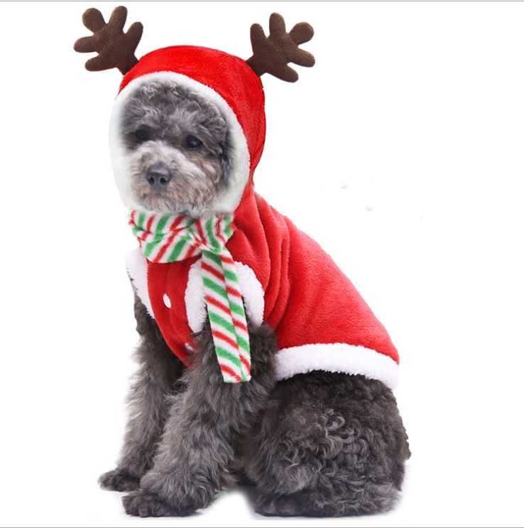dog christmas outfit