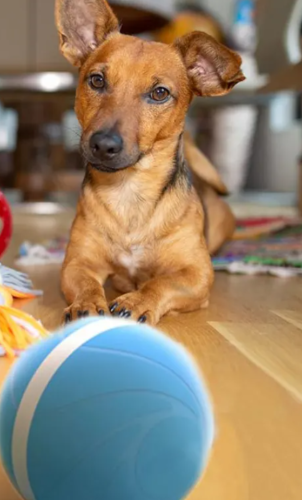 Pet automatic smart toy ball