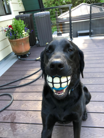 Smiling Dog Toy