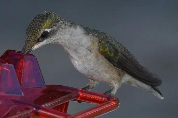 Mary's Sweety Hummingbird Feeder With Perch And Built-in Ant Moat