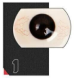 【11月】Doll Senior ラブドール 激安キャンペーン｜職人メイク・硬手硬脚・指骨入り・ジェリーバスト・ジェリーヒップ・第二ヘッド無料！