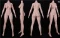 リアル皮膚ボディ160cm Fカップ