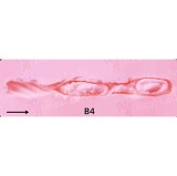 Real Lady 170cm Cカップ R4ヘッド フルシリコン製ラブドール超リアルメイク付き等身大ドール リアルドール 等身大 ダッチワイフ