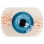 Doll Senior 正月の特別キャンペーン 2月28日まで 追加ヘッド無料 豪華特典付き