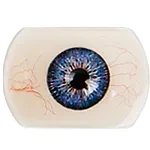 Doll Senior 正月の特別キャンペーン 2月28日まで 追加ヘッド無料 豪華特典付き