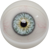 FANREAL 170cm Dカップ Della-ROSヘッド シリコン製 豹柄ランジェリーの巨乳欧米風ドール