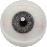 FANREAL 170cm Dカップ Della-ROSヘッド シリコン製 豹柄ランジェリーの巨乳欧米風ドール