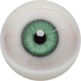 FANREAL 170cm Dカップ Della-ROSヘッド シリコン製 豹柄ランジェリーの巨乳欧米風ドール