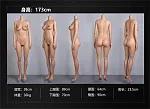 FANREAL 頭部&ボディ組み合わせ