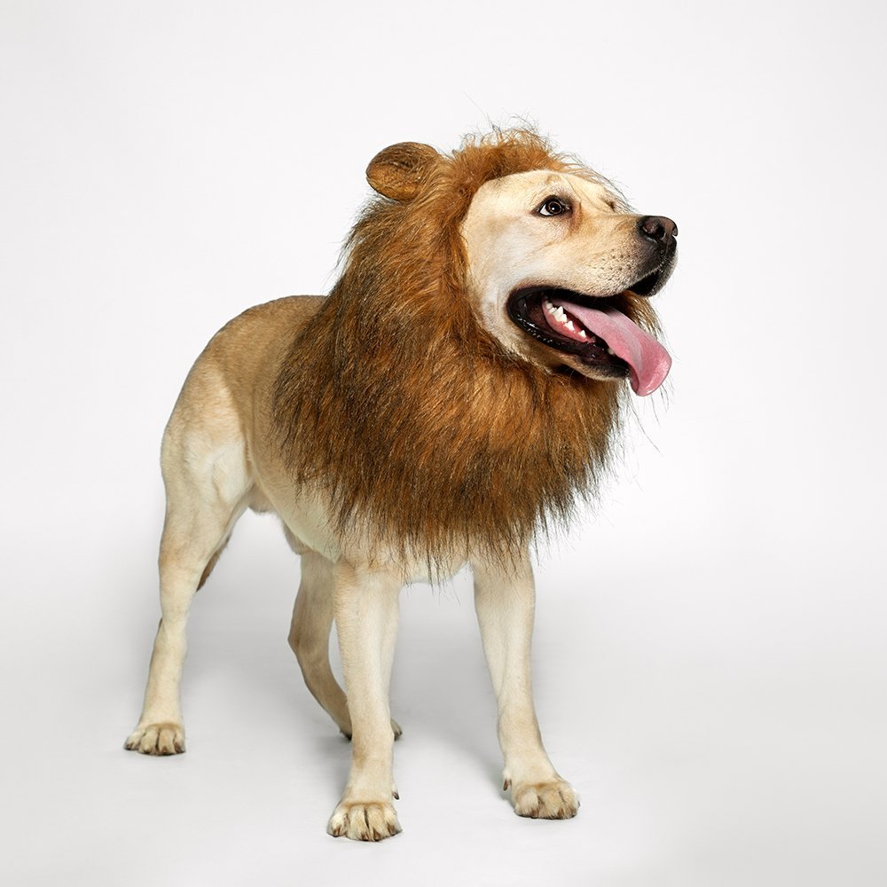 Us 25 98 Dog Lion Mane M Funnyqing Com